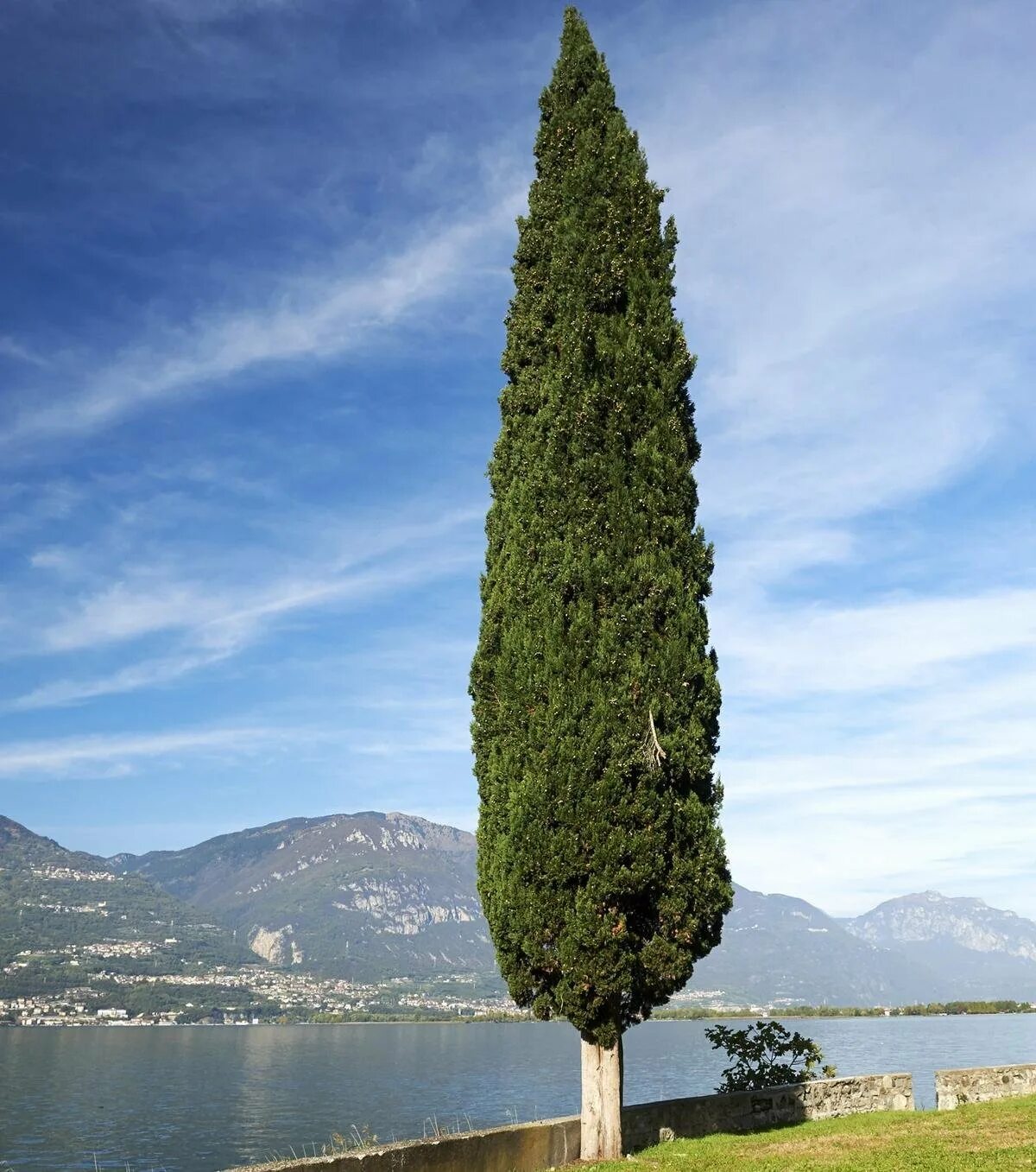 Кипарис Cupressus sempervirens. Кипарис вечнозеленый пирамидальный. Пирамидальный Кипарис в Крыму. Растения Крыма Кипарис вечнозеленый. Кипарис что это