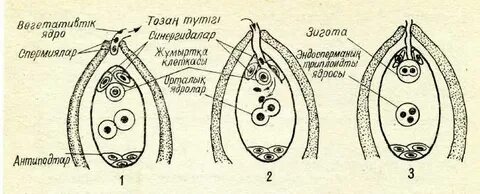 Тойда өзгенің келіншектері қалай блять