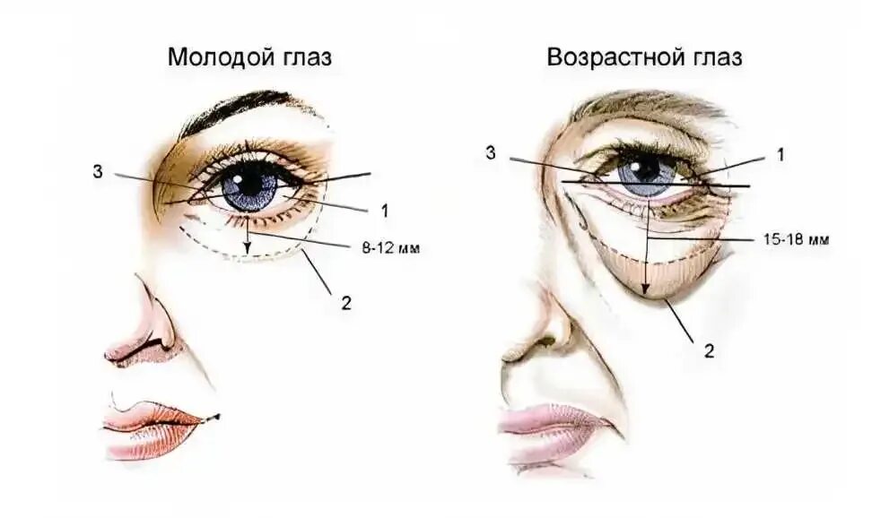 Носослезная борозда на лице. Слезная железа верхнего века. Анатомия век конъюнктивы и слезного аппарата. Возрастные изменения глаза. Подвижное и неподвижное веко.