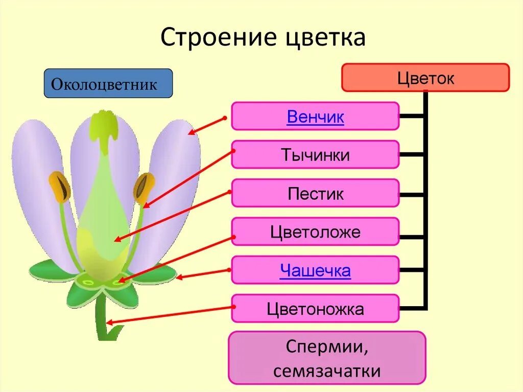Венчик какая функция. Венчик какая функция