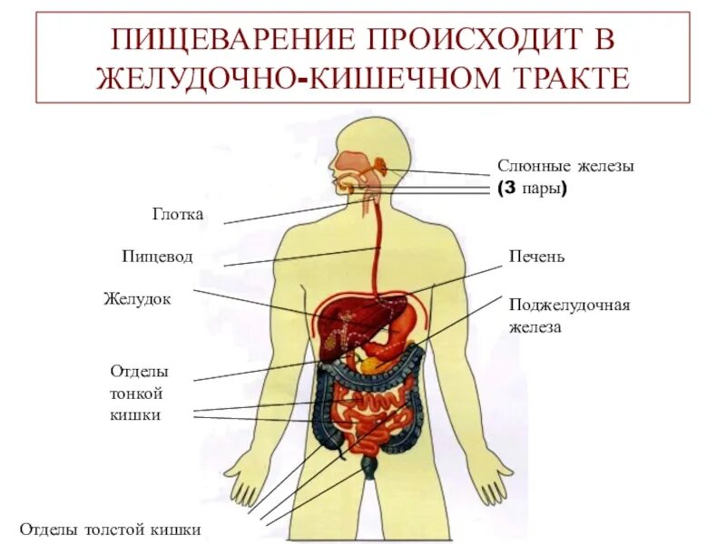 Пищеварительные железы. Органы и железы пищеварительного тракта. Органы ЖКТ И железы.