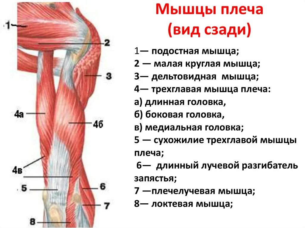 Строение мышц плеча спереди. Мышцы плеча спереди анатомия. Мышцы плеча задняя группа анатомия. Внутренняя поверхность плеча