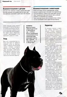 Сколько став собака