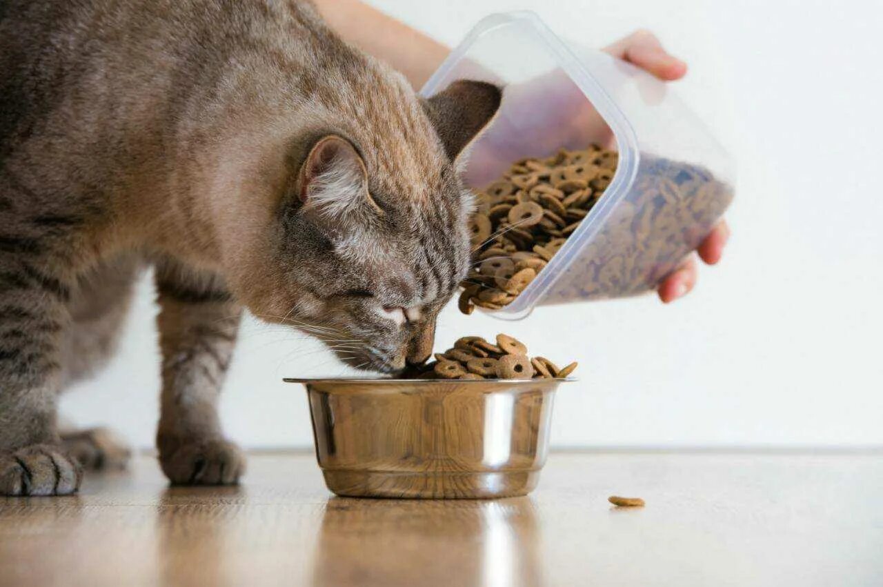 Что ест кошка в домашних условиях. Еда для котов. Корм для кошек. Кошка ест. Человек кормит кота.