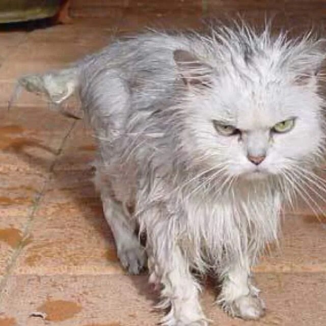 We cannot raise money for a couple of bags of dry food and wet food at least for