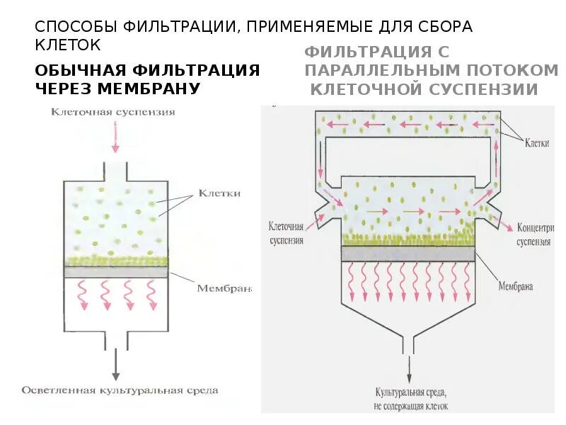 Метод мембранной фильтрации. Фильтрование суспензии схема. тангенциальная фильтрация клеточной суспензии. культура клеточных суспензий. метод фильтрующихся суспензий.