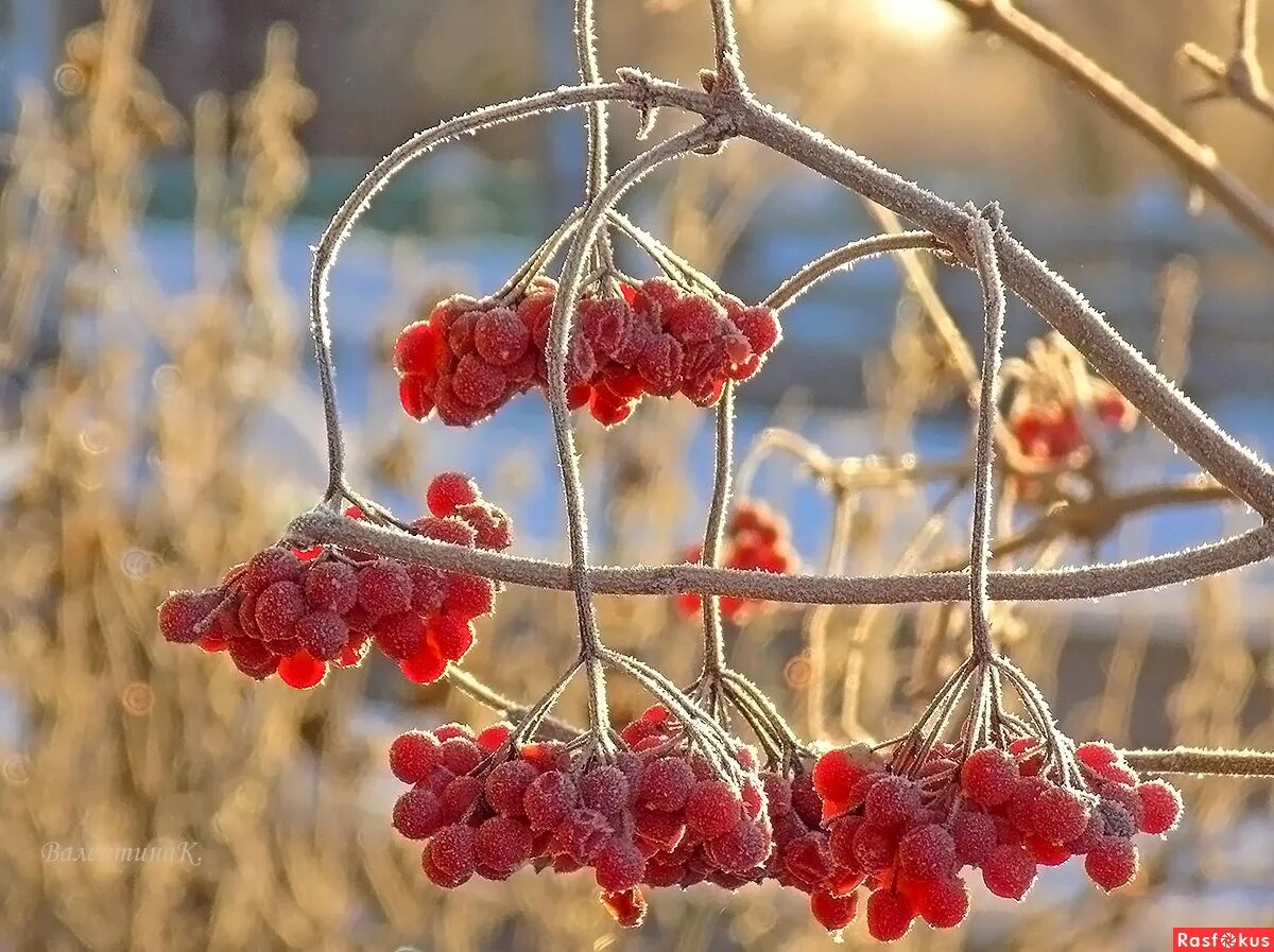 Калина осенью. Регулятор потока воздуха калина 1. Как сделать калину теплее. Как сделать калину теплее. Лада калина отопитель салона дует.