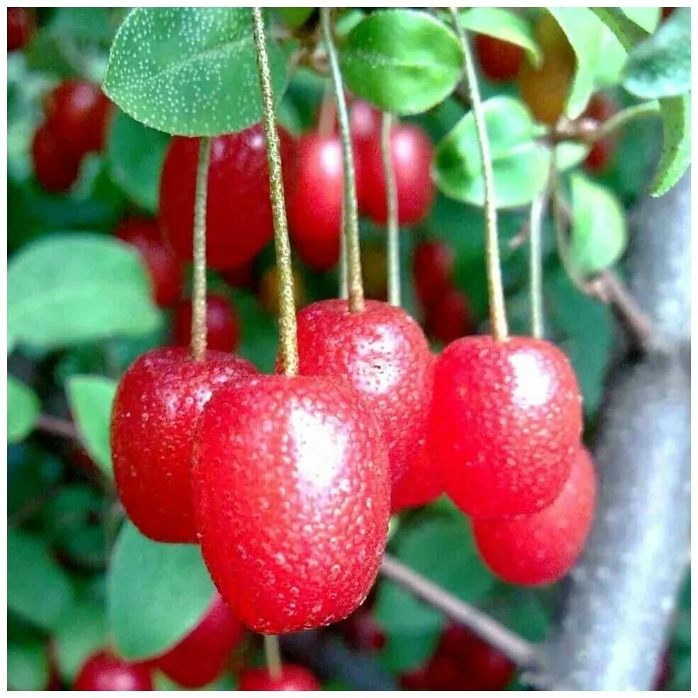 Гуми монерон. Саженцы лоха многоцветкового. Гуми ягодный кустарник. Лох многоцветковый гуми. Лох многоцветковый гуми.