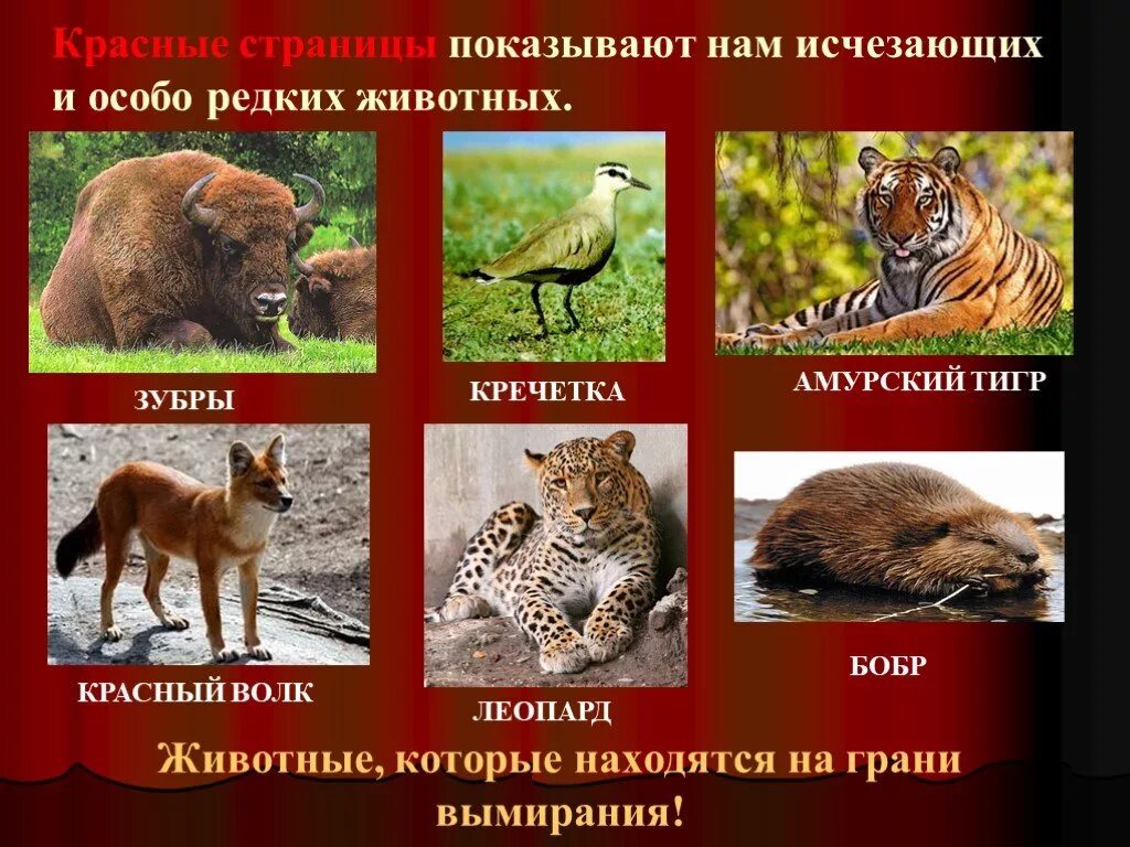 Животные красной книги россии картинки