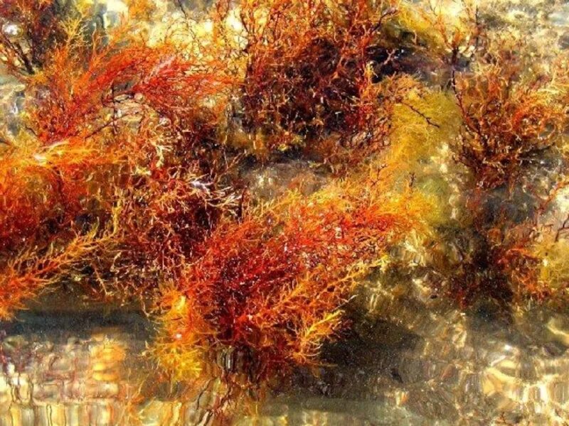 Накладные геншин импакт. Водоросль мозуку. Зелёные водоросли спирогира. Улотрикс и спирогира. Прозрачные водоросли.