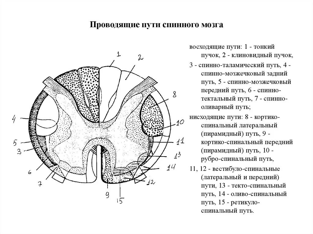 Схема проводящих путей спинного мозга. Схема проводящих путей белого вещества спинного мозга. Строение проводящих путей спинного мозга. Схема нисходящих путей спинного мозга..