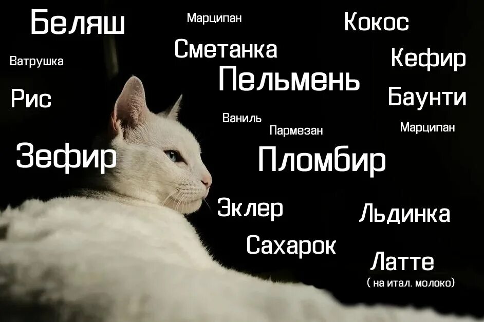 Клички кошек и котов. Клички для котов. Клички для кошечек. Клички для котят. Имена для кошек.