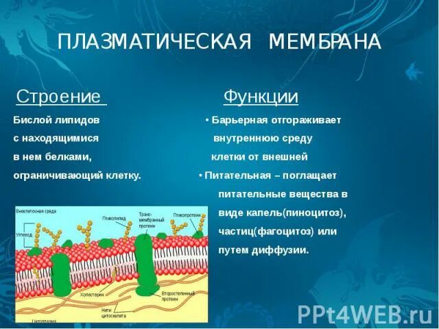 Плазматическая мембрана строение органоида. Плазматическая мембрана строение и функции. Функции наружной плазматической мембраны. Строение плазматической мембраны таблица. Строение и функции плазматической