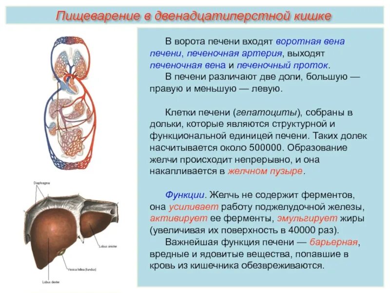 В ворота печени входят. Печень анатомия ворота печени. Структуры проходящие через ворота печени.