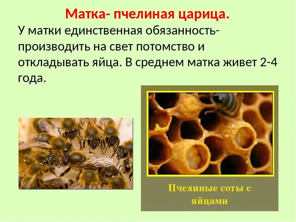 Матка пчелы. Матка в пчелиной семье. Проект об пчелиной семье. Матка среди пчел.