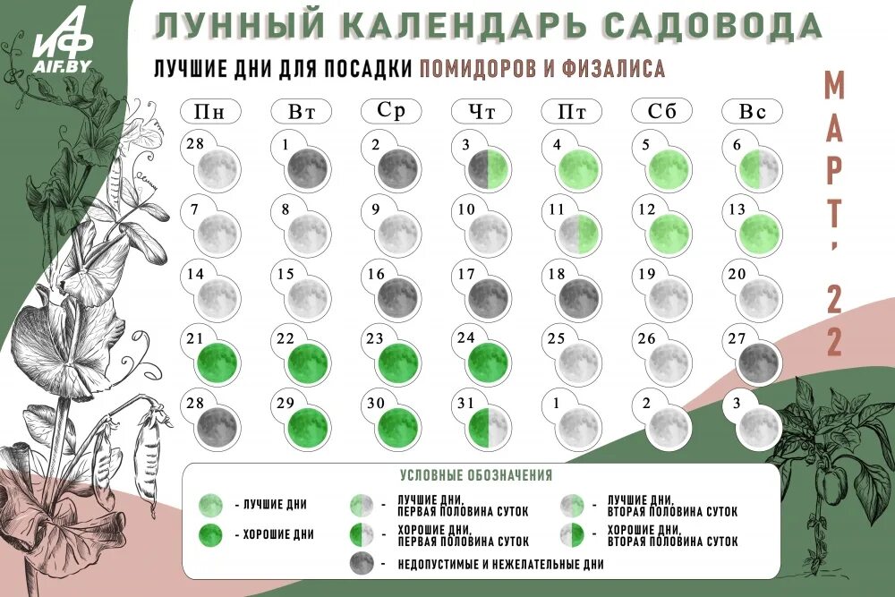 Удачные дни для посева в марте 2024