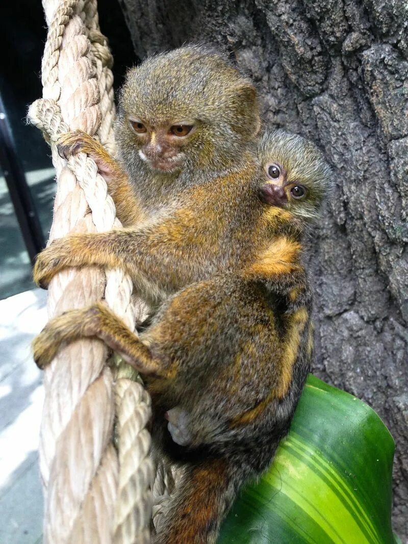 Marmoset детёныш. Pygmy Marmoset Baby. Small monkey