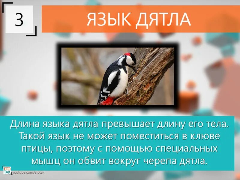 Почему дятлы получили такое название