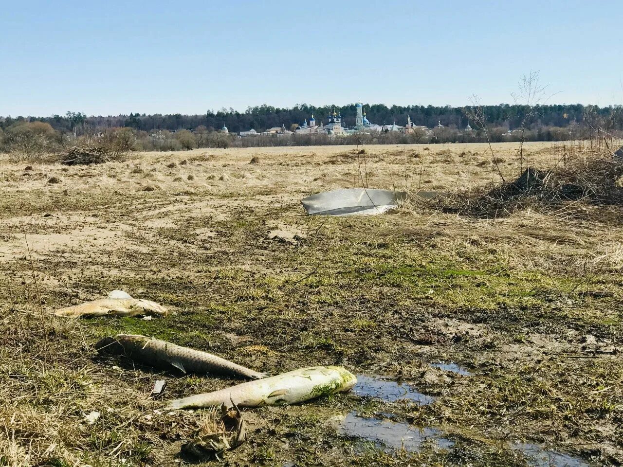 Уровень воды в жиздре козельск сегодня. Разлив в Козельске. Разлив воды в Козельске. Разлив Жиздры в Козельске. Разлив в Козельске 2023.