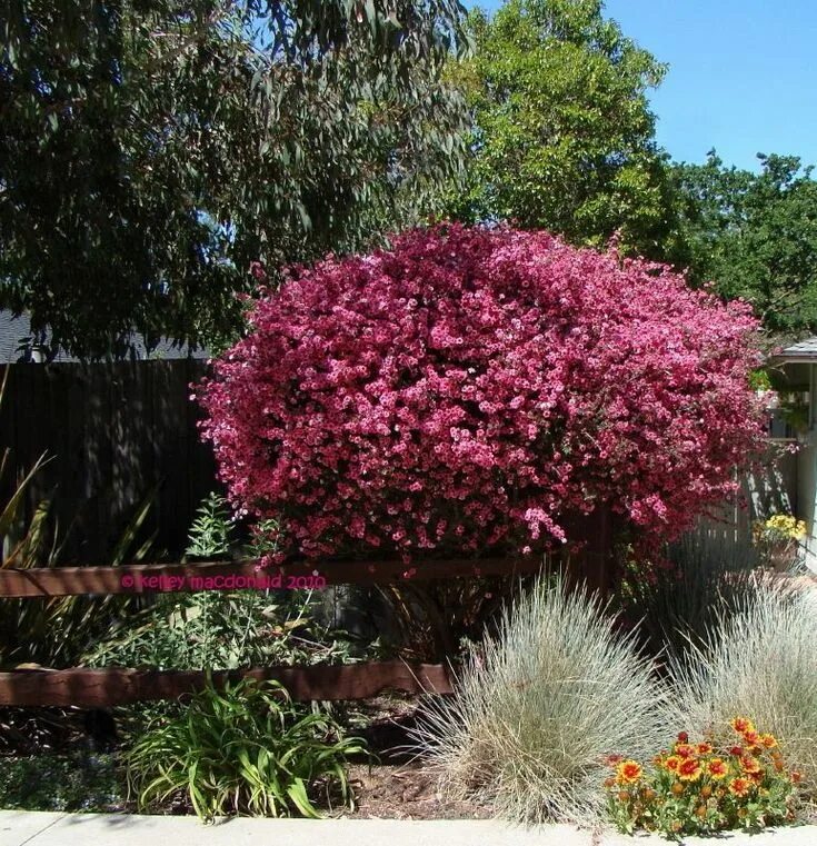 Glass bush