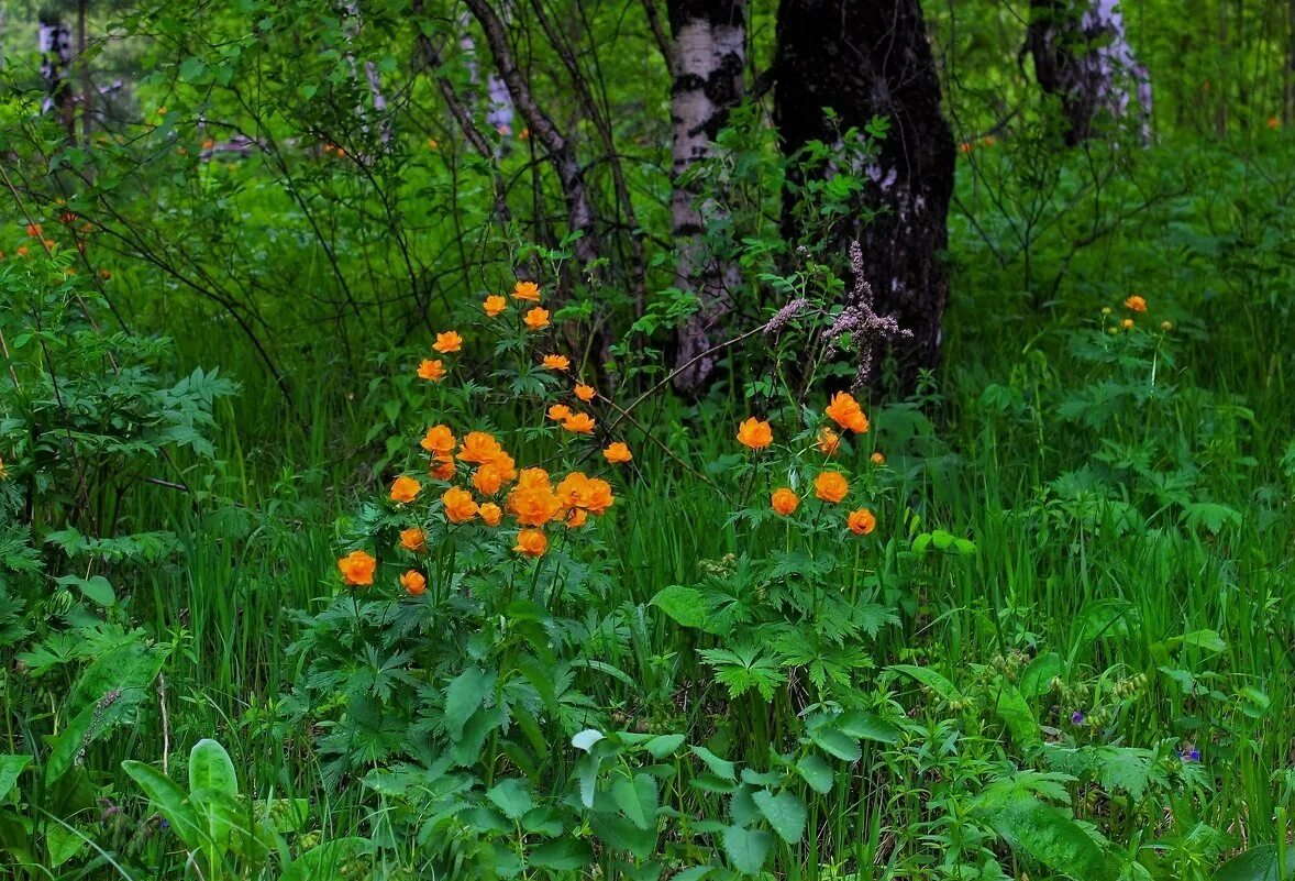 Растения кузбасса. Растения кузбасса. Цветы кузбасса занесенные в красную книгу. Купальница сибирская в лесу и огонек тогучина. Растения кузбасса.