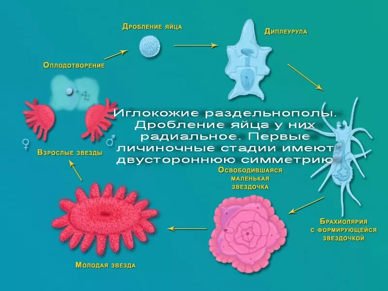 Как размножается звезда