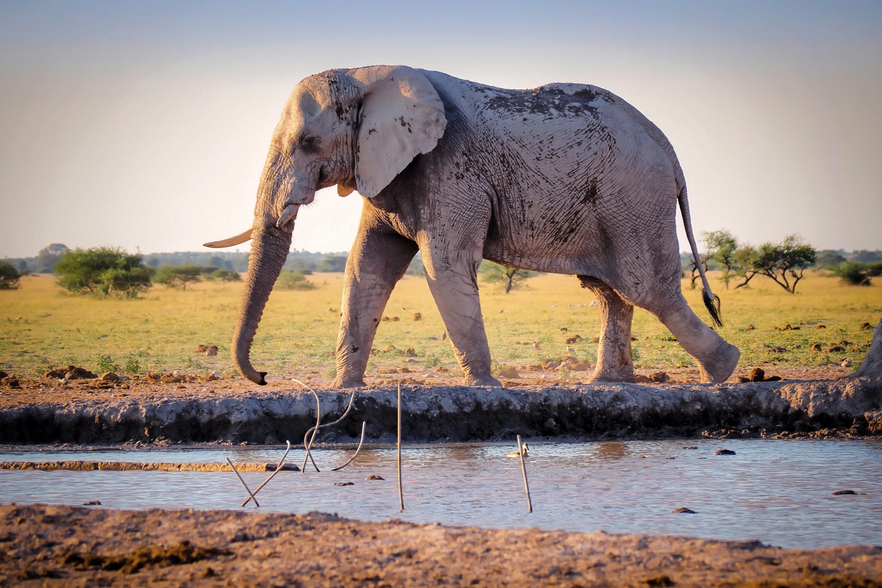 Слон elephant. Африканский саванный слон. Саванный Африканский слон в Индии. 4. Африканский саванный слон. Бенгальский слон.