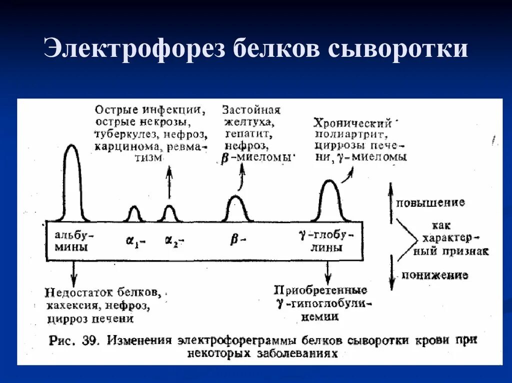 Разделение белков сыворотки крови методом электрофореза