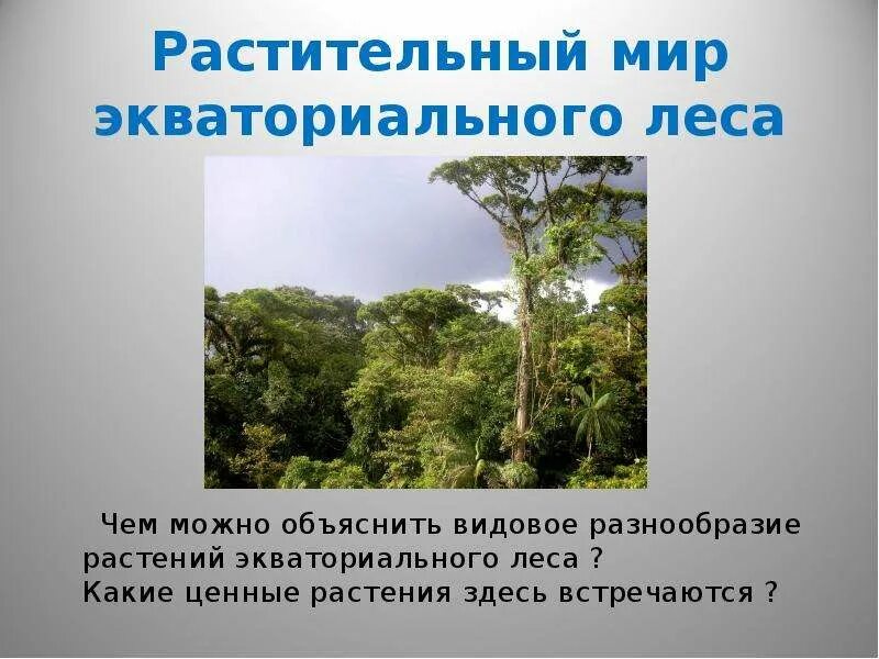 Разнообразие экваториальных лесов. Растения экваториальных лесов. экваториальные леса растительный мир. растительность влажных экваториальных лесов. экваториальных влажных растения.