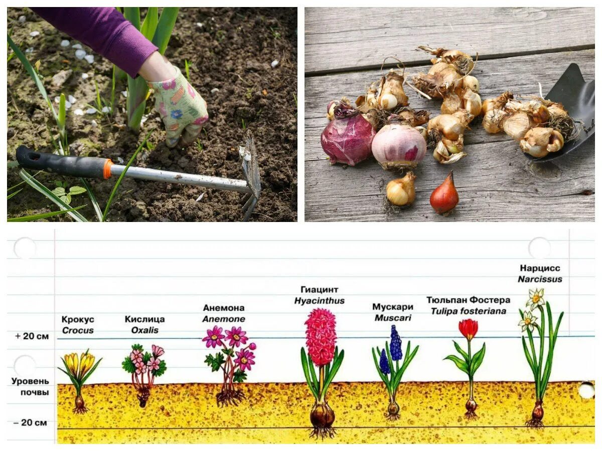 Глубина посадки нарциссов осенью. Таблица глубины посадки луковичных. Глубина посадки луковичных. Посадка луковичных цветов. Сроки посадки тюльпанов осенью
