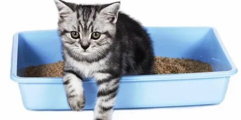 Запор у котенка 1 месяц что делать
