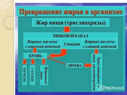 Канал жир