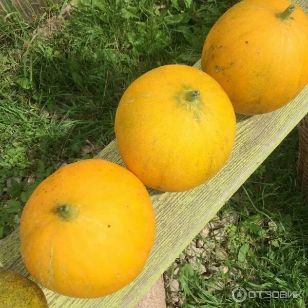 Дыня алиса f1 аэлита. Дыня сорт янтарная. Дыня сорт далматин. Дынька с луны. Дыня золотая луна гавриш.