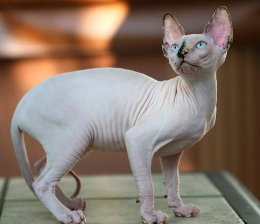 Сфинксы лучшие кошки