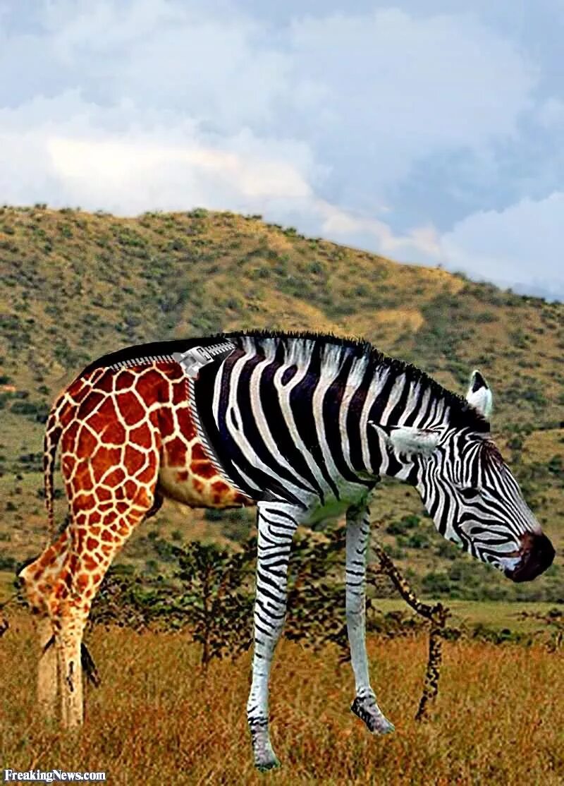 Карликовый Жираф окапи. Полужираф полузебра. Зебры в саванне. Зебры в Южной Америке. Зебра живет в африке