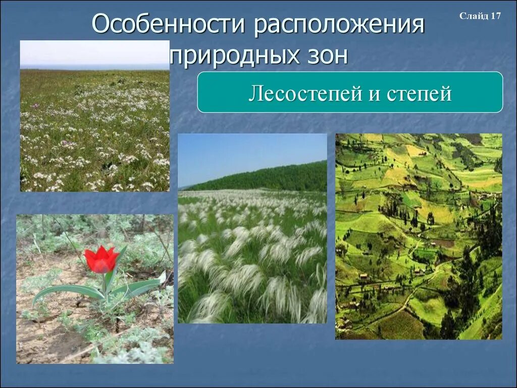 Особенности природы северных материков 7 класс. Особенности расположения природных зон. Степи и лесостепи Северной Америки растения. Природные зоны степи и лесостепи. Степи и лесостепи Южной Америки.