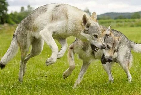Wolf mix
