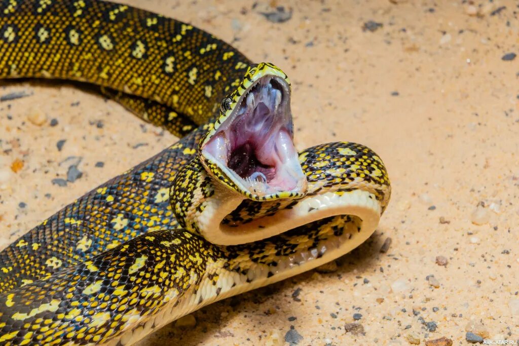 Змея 4 2023. Morelia spilota spilota. Змея тумблер. Змея аватарка. Змеиная тема.