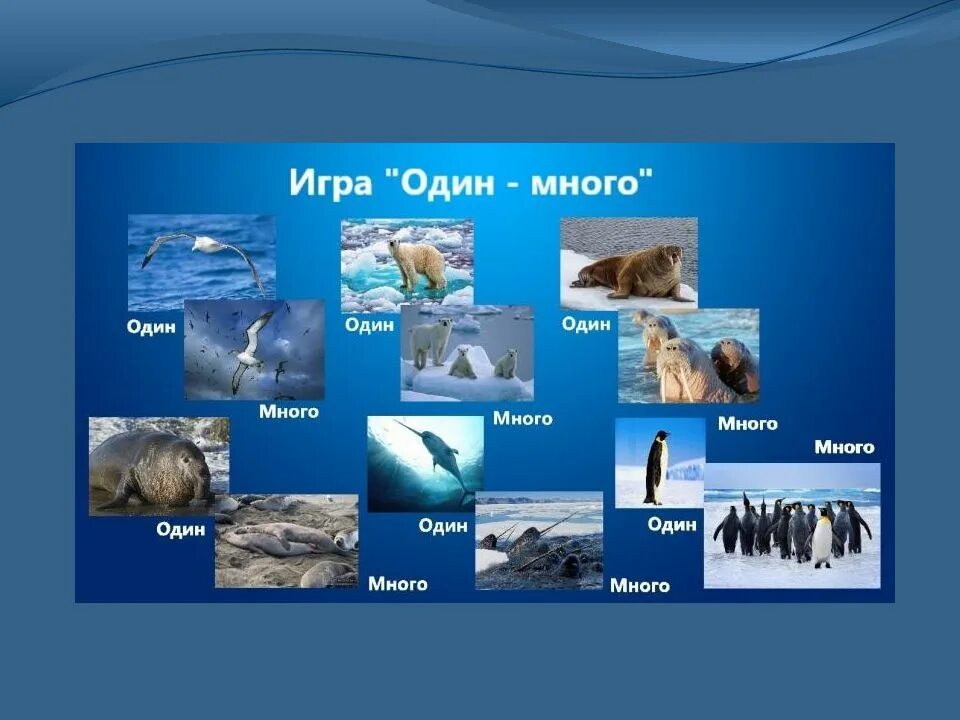 Слайды для детей арктика. Презентация арктика и антарктика для дошкольников. Размер моржа и белого медведя. Животные севера для детей. Презентация арктика и антарктика для дошкольников.