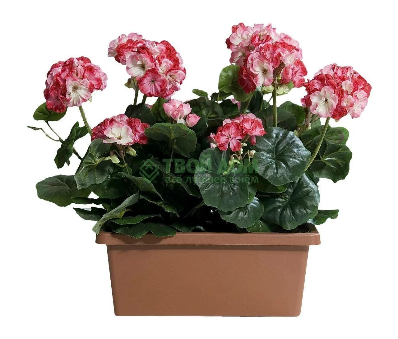 герань купленная в магазине. королевская пелагония. искусственная герань в горшке. герань уличная. пеларгония pelargōnium pac mary.