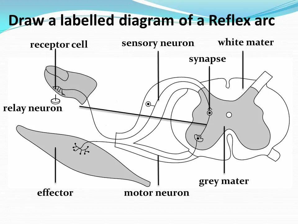Label the diagram. Reflex arc diagram. autonomic reflex arc diagram. рефлекс диаграмму. three neuron reflex arc.