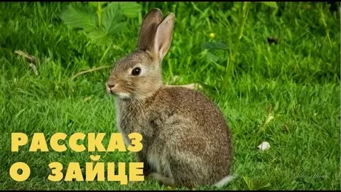 Видео зайцы 1