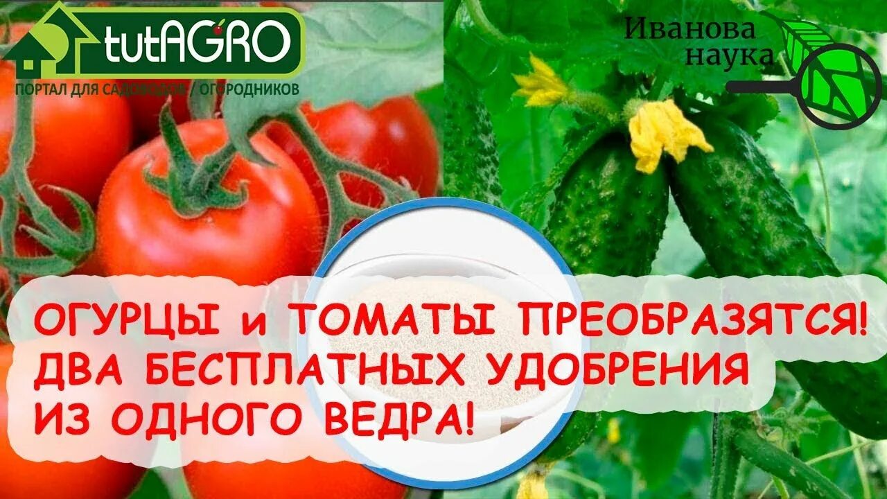 Зольная подкормка для томатов и огурцов