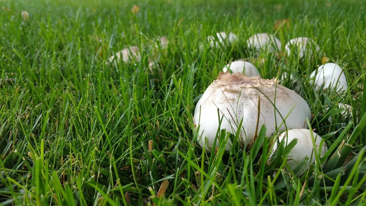 Free Images : tree, nature, grass, branch, plant, lawn, leaf, flower, green, aut