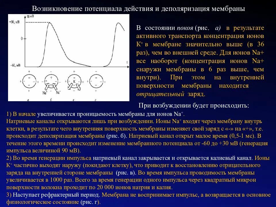 Мембранный потенциал деполяризация мембраны. Изменение величины мембранного потенциала. Влияние магния на мембранный потенциал. Проницаемость мембраны потенциал покоя.