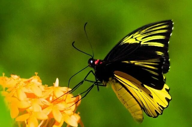 Желтые бабочки название фото Clouded Yellow Butterfly conservation, Beautiful butterflies, Pollinator garden