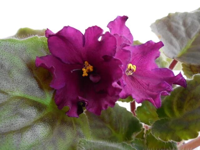 Рс-страсть. Рс-страсть. Фиалка страсть. Фиалка рс страсть. Фиалка рс страсть.