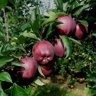 Яблоня скарлет сюрпрайз