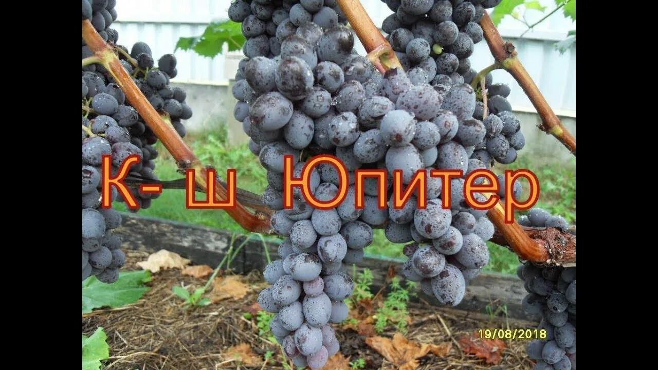 Кишмиш юпитер купить. Виноград кишмиш Юпитер. Сорт винограда кишмиш Юпитер. Виноград Юпитер (ранний сорт). Виноград кишмиш Юпитер США.