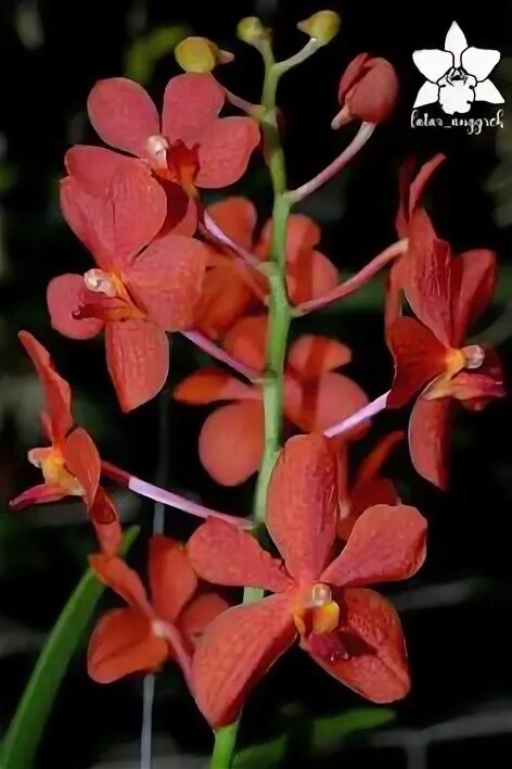 Pin by Frances Olivieri on orchids Unusual flowers, Orchid plants, Orchid plante
